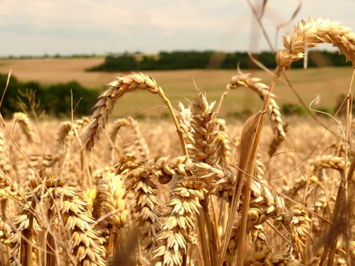 Ukrajina je najväčším producentom obilia v Európe; Zdroj: publicdomainpictures.net
